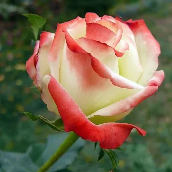 Rosa Impératrice Farah™ - bianco - rosso - Rose Ibridi di Tea
