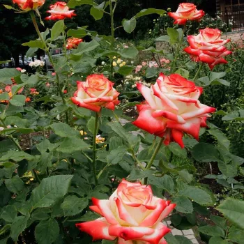 Fehér - vörös sziromszél - teahibrid rózsa - diszkrét illatú rózsa - gyümölcsös aromájú