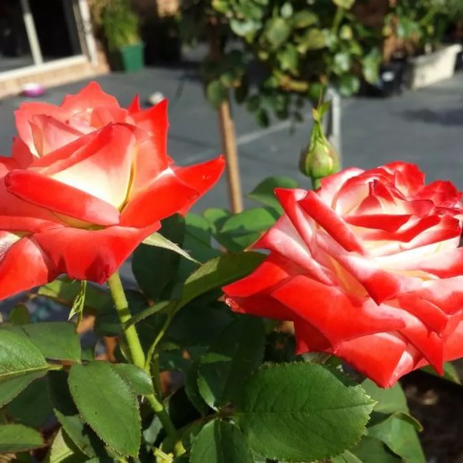 Vrtnice čajevke - Roza - Impératrice Farah™ - vrtnice online