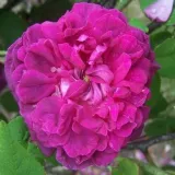 Lila - rózsaszín - történelmi - portland rózsa - Online rózsa vásárlás - Rosa Indigo - intenzív illatú rózsa - vanilia aromájú