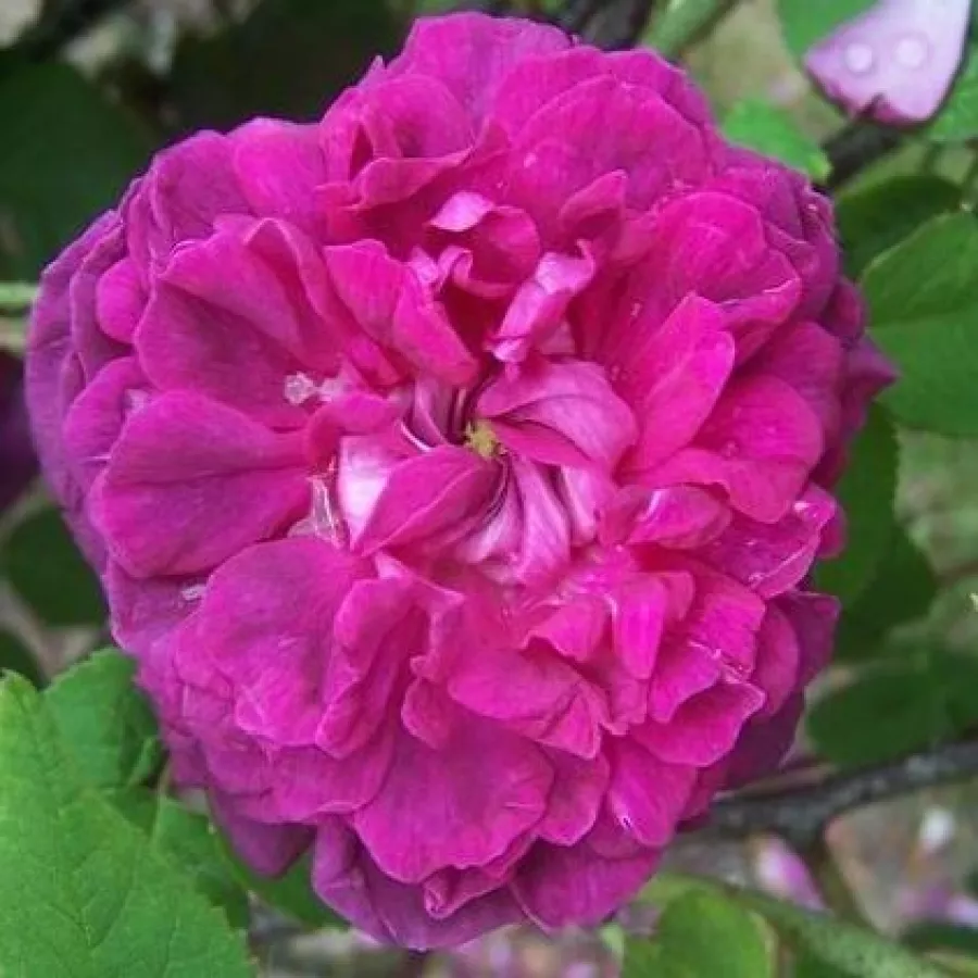 Róża portlandzka - Róża - Indigo - Szkółka Róż Rozaria