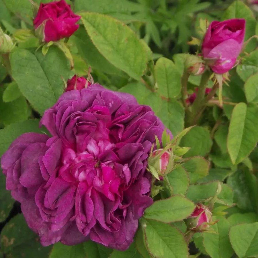 Lila - rózsaszín - Rózsa - Indigo - Online rózsa rendelés