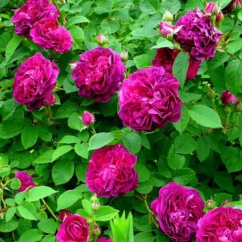 Sötétlila - kárminrózsaszín árnyalat - történelmi - portland rózsa - intenzív illatú rózsa - vanilia aromájú