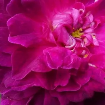 Online rózsa webáruház - történelmi - portland rózsa - lila - rózsaszín - intenzív illatú rózsa - vanilia aromájú - Indigo - (90-120 cm)