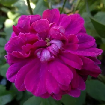 Rosa Indigo - púrpura - rosa - Árbol de Rosas Floribunda - rosal de pie alto- forma de corona tupida