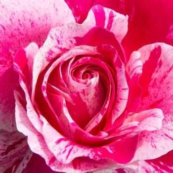 Rózsa rendelés online - rózsaszín - fehér - climber, futó rózsa - Ines Sastre® - diszkrét illatú rózsa - damaszkuszi aromájú - (200-300 cm)