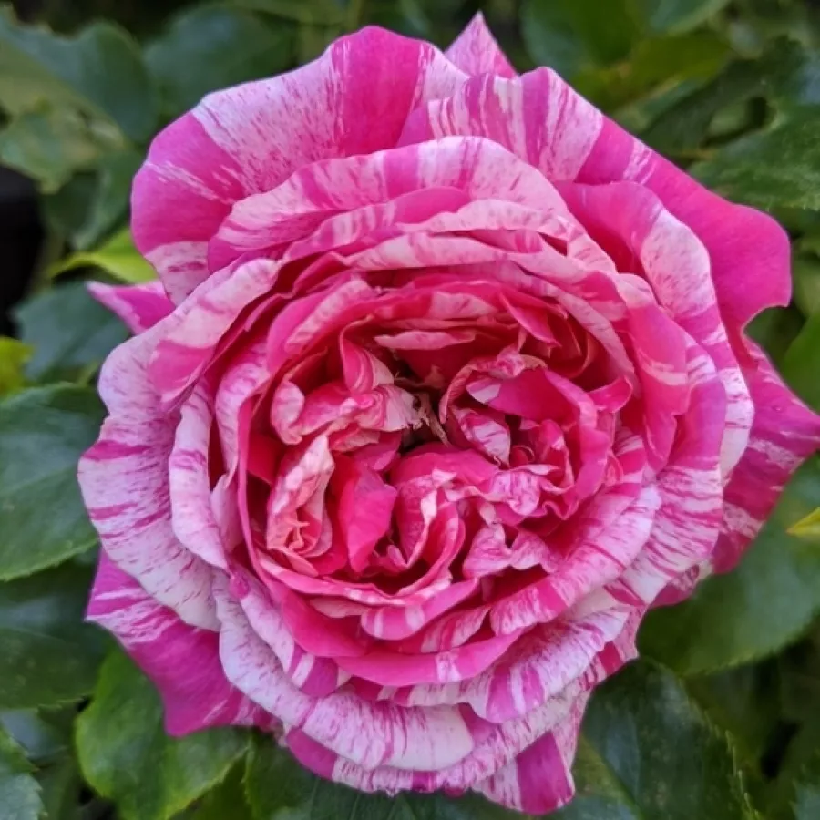 Climber, popínavá ruža - Ruža - Ines Sastre® - Ruže - online - koupit