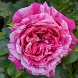 Ruža puzavica - ružičasto - bijelo - diskretni miris ruže - Rosa Ines Sastre® - Narudžba ruža