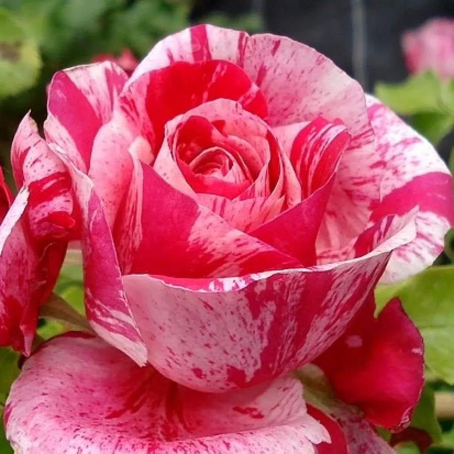 Ružičasto - bijelo - Ruža - Ines Sastre® - Narudžba ruža
