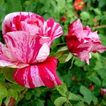 Rosa Ines Sastre® - roz - alb - Trandafiri climber
