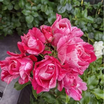 Rosa con rayas blanco - rosales trepadores - rosa de fragancia discreta - damasco