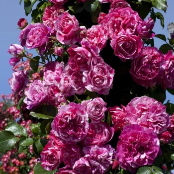 Rosa con rayas blanco - árbol de rosas de flores en grupo - rosal de pie alto - rosa de fragancia discreta - damasco