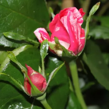 Rosa Ines Sastre® - roz - alb - trandafiri pomisor - Trandafir copac cu trunchi înalt – cu flori în buchet
