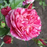 Ruža puzavica - diskretni miris ruže - ružičasto - bijelo - Rosa Ines Sastre®