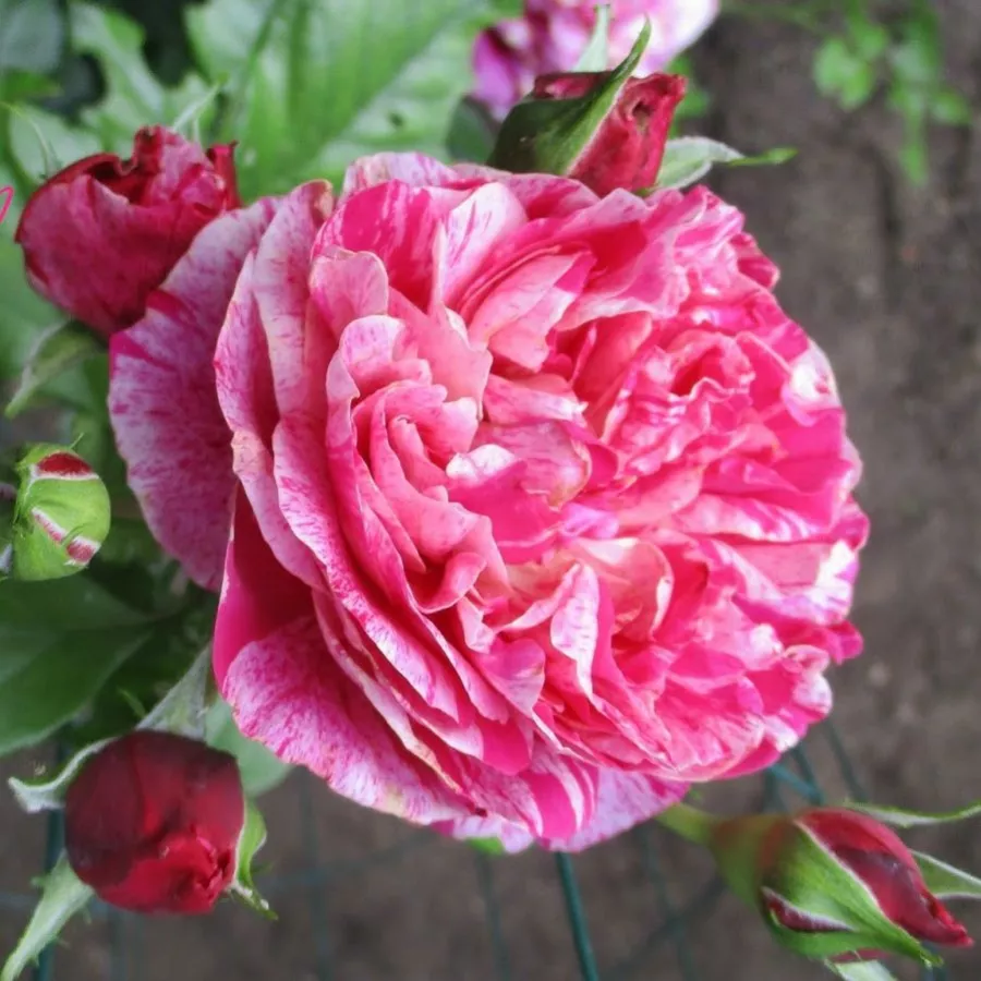 Ružičasto - bijela - Ruža - Ines Sastre® - naručivanje i isporuka ruža