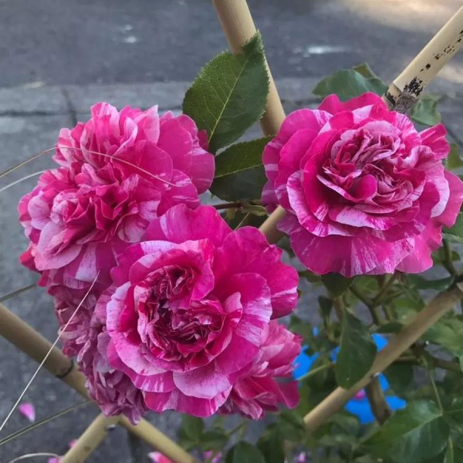 Climber, vrtnica vzpenjalka - Roza - Ines Sastre® - vrtnice - proizvodnja in spletna prodaja sadik