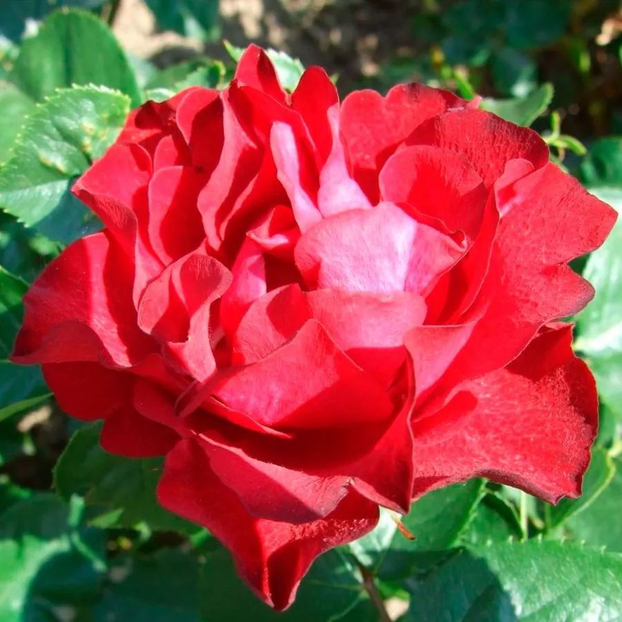 Róże rabatowe grandiflora - floribunda - Róża - Inge Kläger - Szkółka Róż Rozaria