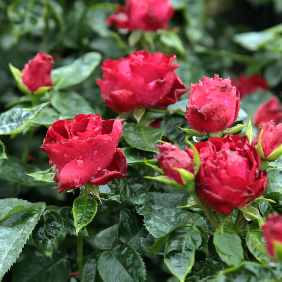 Czerwony - Róża - Inge Kläger - Szkółka Róż Rozaria