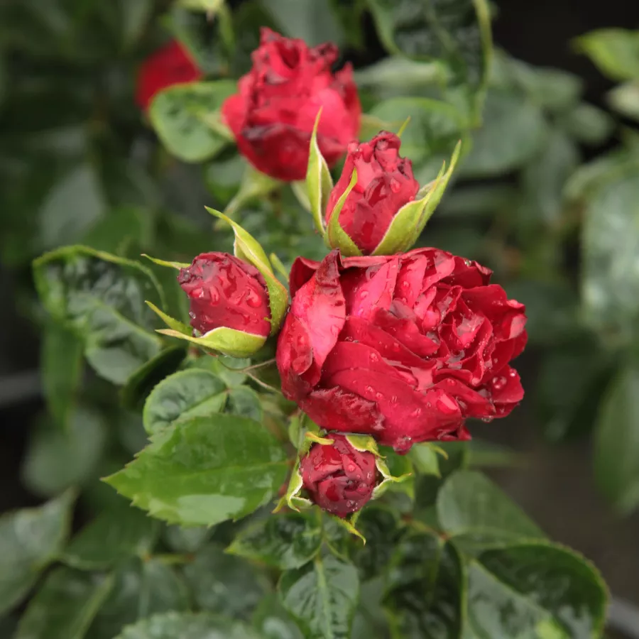 Róża bez zapachu - Róża - Inge Kläger - Szkółka Róż Rozaria