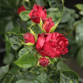 Rosa Inge Kläger - vörös - csokros virágú - magastörzsű rózsafa
