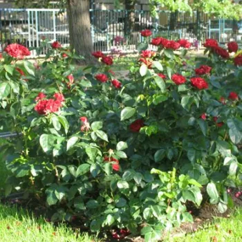 Rouge foncé - Fleurs groupées en bouquet - rosier à haute tige - buissonnant