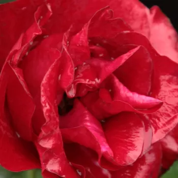 Online rózsa kertészet - vörös - csokros virágú - magastörzsű rózsafa - Inge Kläger - nem illatos rózsa