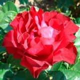 Vörös - nem illatos rózsa - Online rózsa vásárlás - Rosa Inge Kläger - virágágyi floribunda rózsa