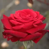 Vörös - teahibrid rózsa - Online rózsa vásárlás - Rosa Ingrid Bergman™ - közepesen illatos rózsa - édes aromájú
