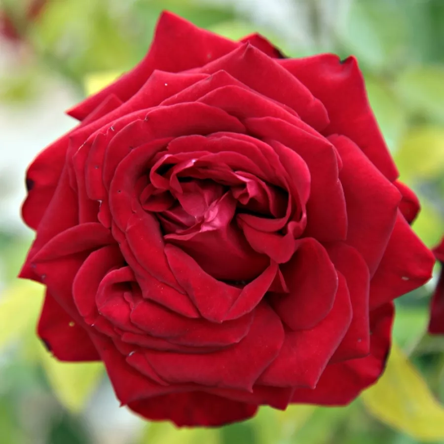 Róża wielkokwiatowa - Hybrid Tea - Róża - Ingrid Bergman™ - Szkółka Róż Rozaria