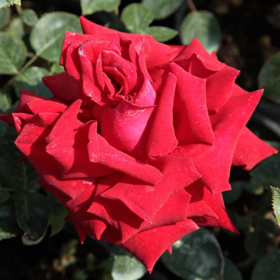 Czerwony - Róża - Ingrid Bergman™ - Szkółka Róż Rozaria