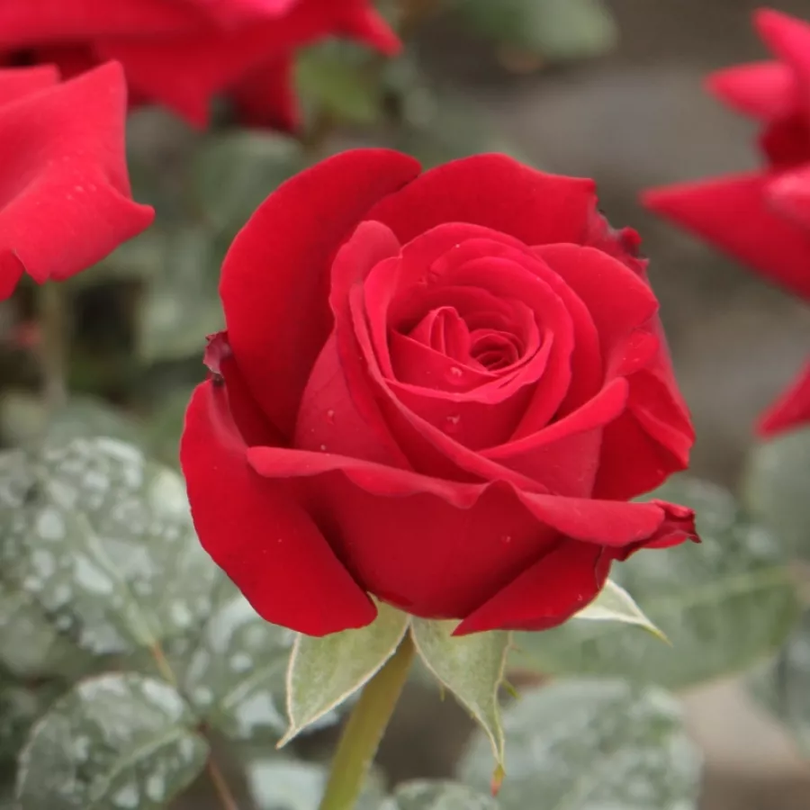 Zmerno intenzivni vonj vrtnice - Roza - Ingrid Bergman™ - Na spletni nakup vrtnice