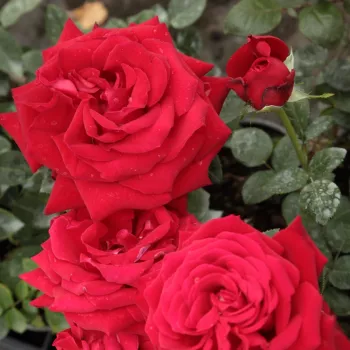 Rojo vivo puro - Rosas híbridas de té   (80-120 cm)
