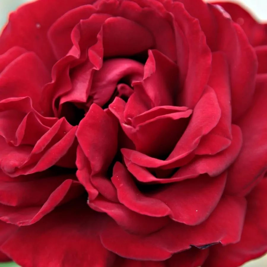 Hybrid Tea - Ruža - Ingrid Bergman™ - Ruže - online - koupit