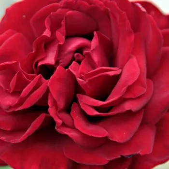 Ružová - školka - eshop  - čajohybrid - červený - stredne intenzívna vôňa ruží - sladká aróma - Ingrid Bergman™ - (80-120 cm)