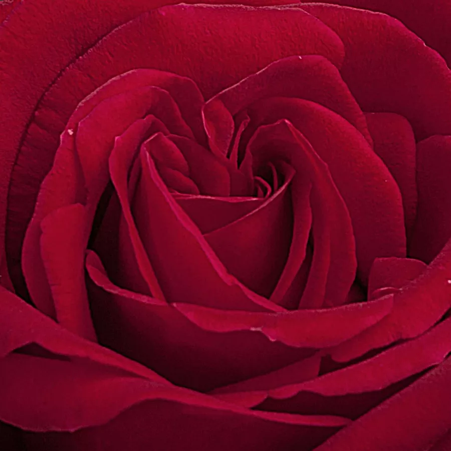 Samostalno - Ruža - Ingrid Bergman™ - 
