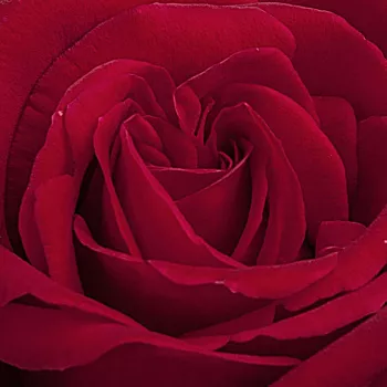 Produzione e vendita on line di rose da giardino - rosso - Rose Ibridi di Tea - Ingrid Bergman™ - rosa mediamente profumata