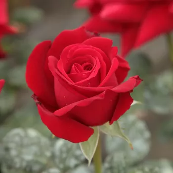 Rosa  Ingrid Bergman™ - bordová - Stromkové růže s květmi čajohybridů - stromková růže s rovnými stonky v koruně