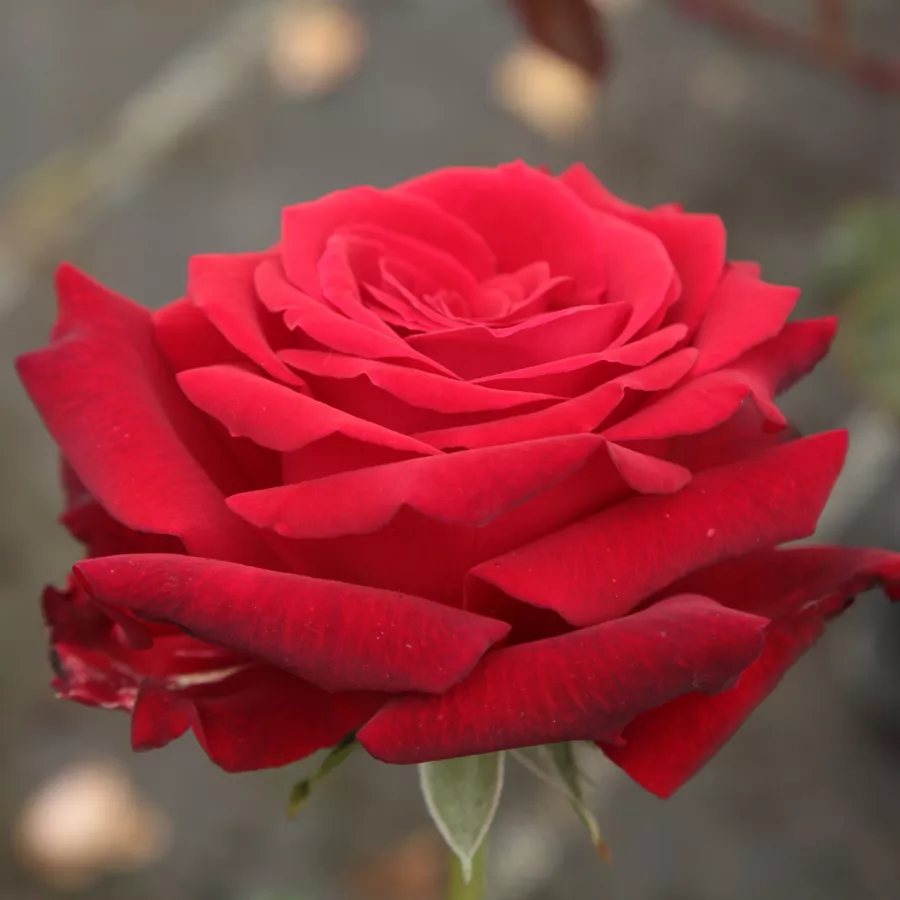 Trandafir cu parfum intens - Trandafiri - Ingrid Bergman™ - comanda trandafiri online