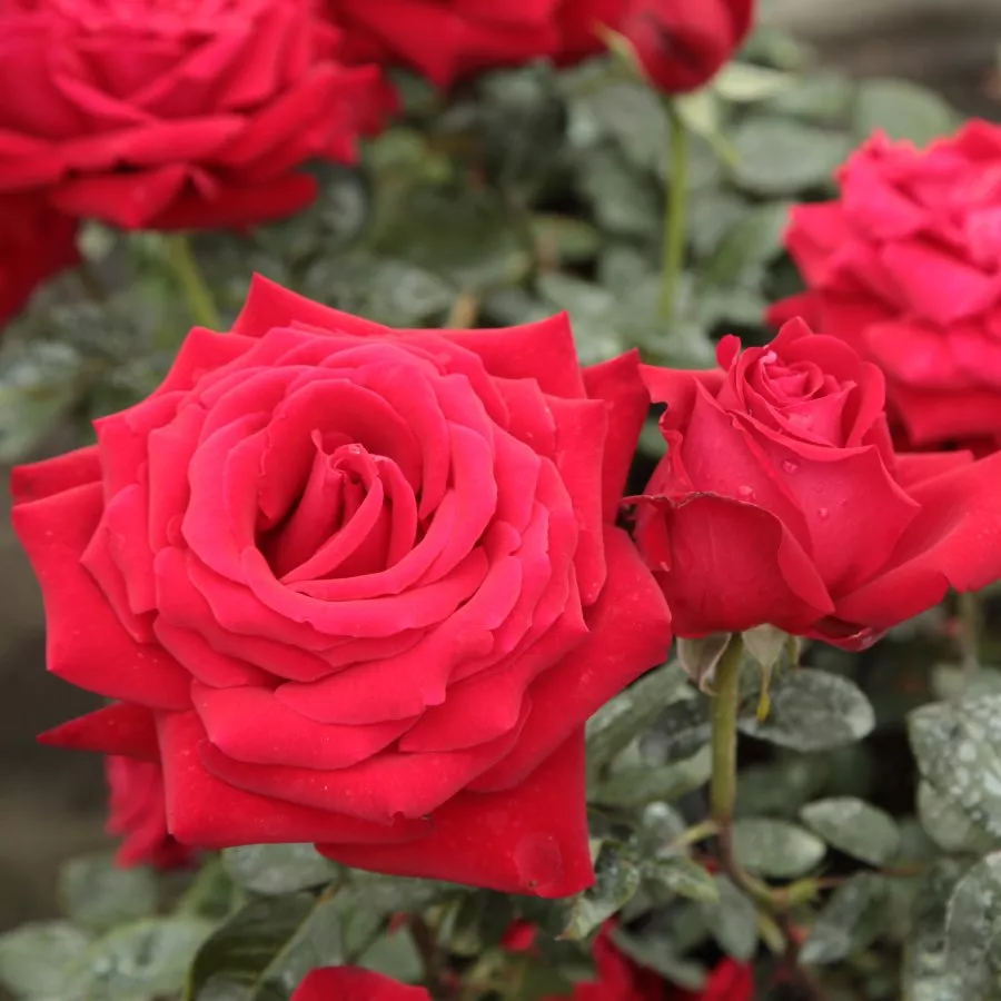 Trandafiri hibrizi Tea - Trandafiri - Ingrid Bergman™ - comanda trandafiri online
