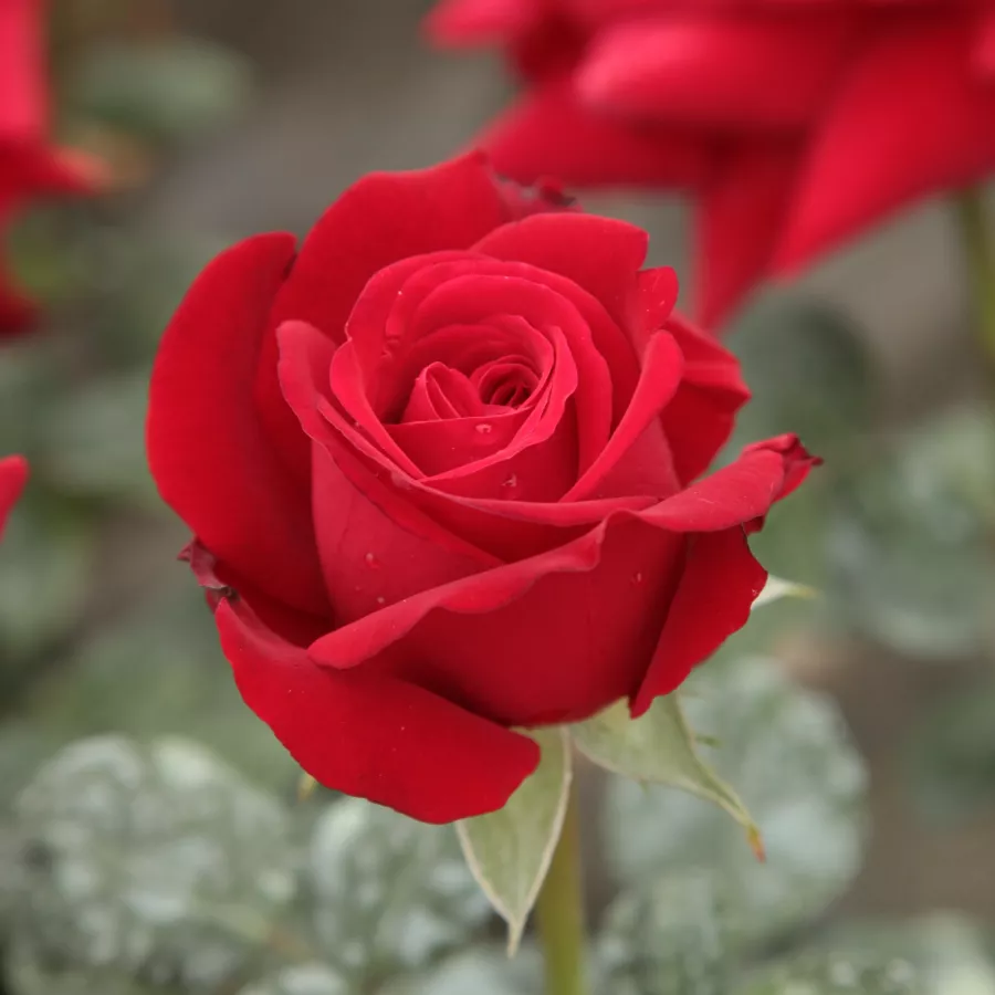 Conic - Trandafiri - Ingrid Bergman™ - comanda trandafiri online