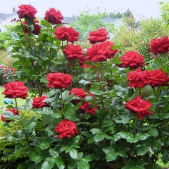 Élénk vörös - teahibrid rózsa - közepesen illatos rózsa - édes aromájú