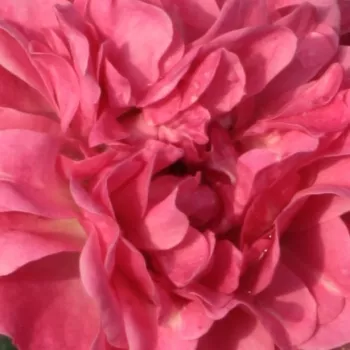Rózsák webáruháza. - rózsaszín - virágágyi polianta rózsa - Ingrid Stenzig - közepesen illatos rózsa - citrom aromájú - (20-40 cm)