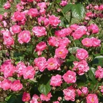 Roz închis - trandafiri pomisor - Trandafir copac cu trunchi înalt – cu flori mărunți