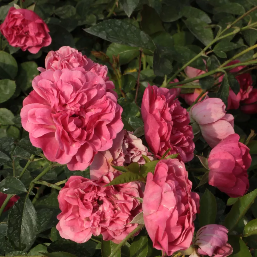 Bed and borders rose - polyantha - Rose - Ingrid Stenzig - rose shopping online