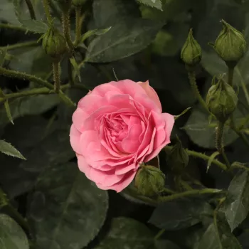 Rosa Ingrid Stenzig - ružičasta - ruža polianta za gredice