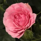Záhonová ruža - polyanta - ružová - Rosa Ingrid Stenzig - stredne intenzívna vôňa ruží - citrónová príchuť