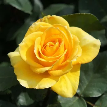 CHEERFULNESS – sárgabarack virágágyi floribunda rózsa - pharmaROSA®