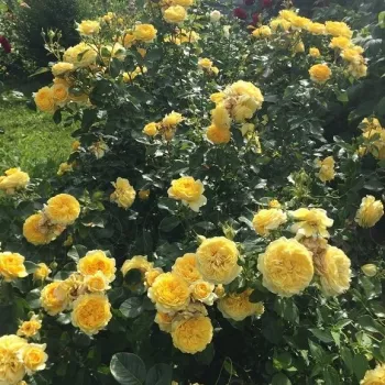 Meleg sárgabarack tónusú, halvány aranysárga alaphanggal. - virágágyi floribunda rózsa - nagyon gyenge, alig érezhető illatú rózsa - könnyed, légies karakterű