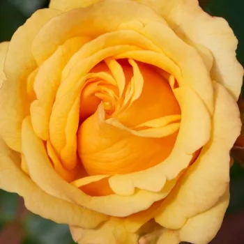 Online rózsa vásárlás - sárgabarack - nagyon gyenge, alig érezhető illatú rózsa - Cheerfulness - virágágyi floribunda rózsa - (100-140 cm)