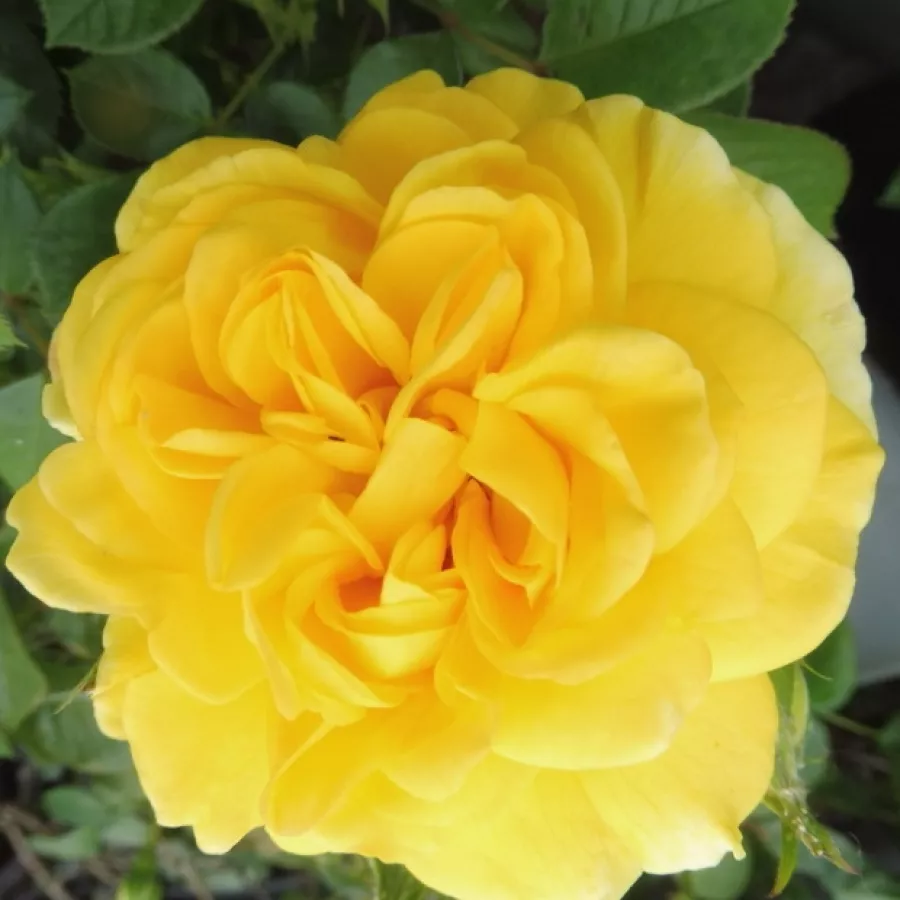 Rumena - Roza - Cheerfulness - vrtnice - proizvodnja in spletna prodaja sadik